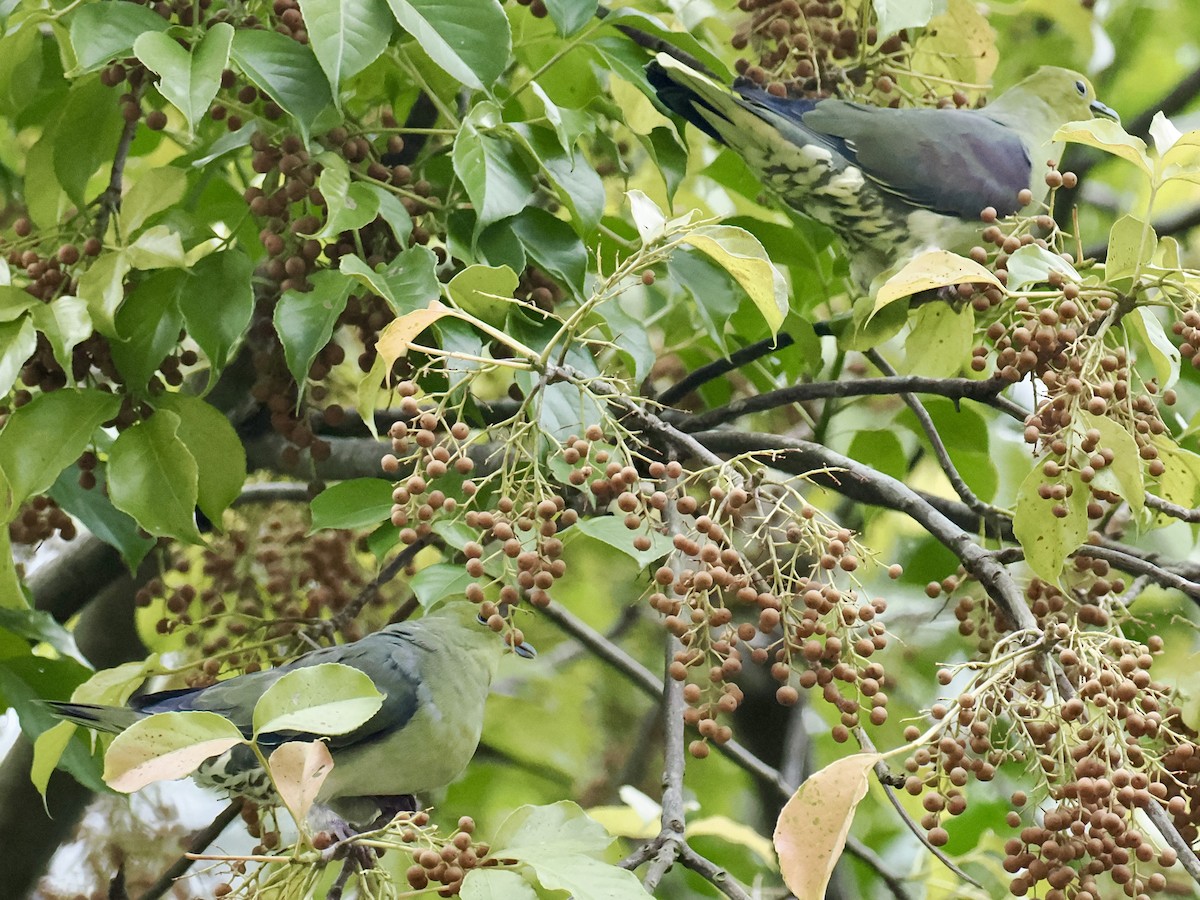 White-bellied Green-Pigeon - ML646330842