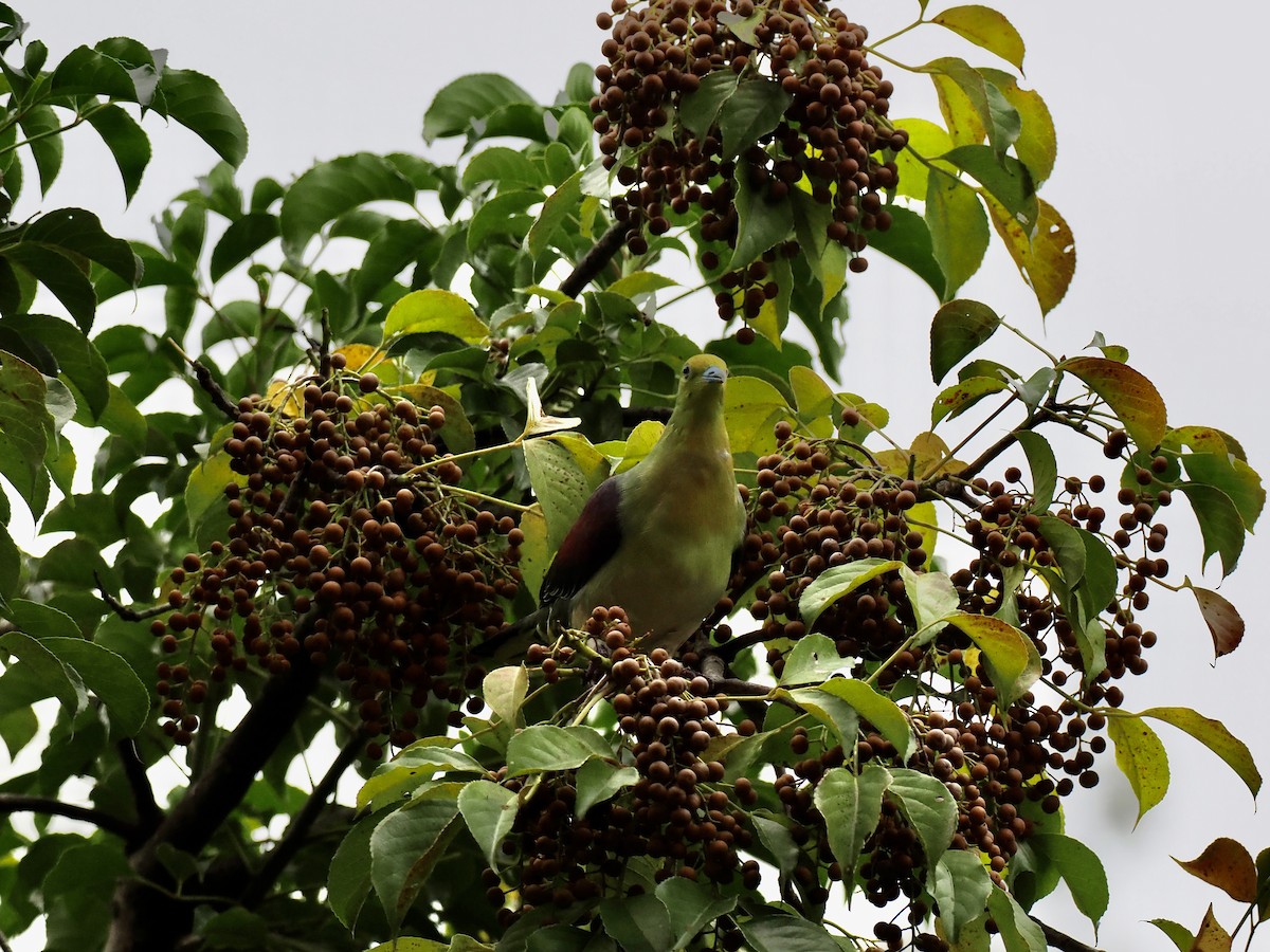 White-bellied Green-Pigeon - ML646330843