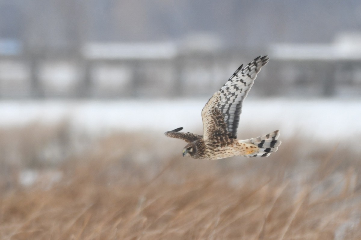 Northern Harrier - ML646330845