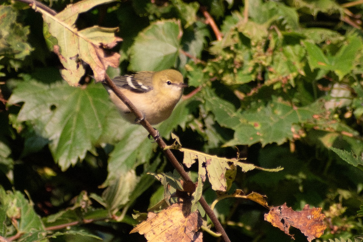 Bay-breasted Warbler - ML646330846