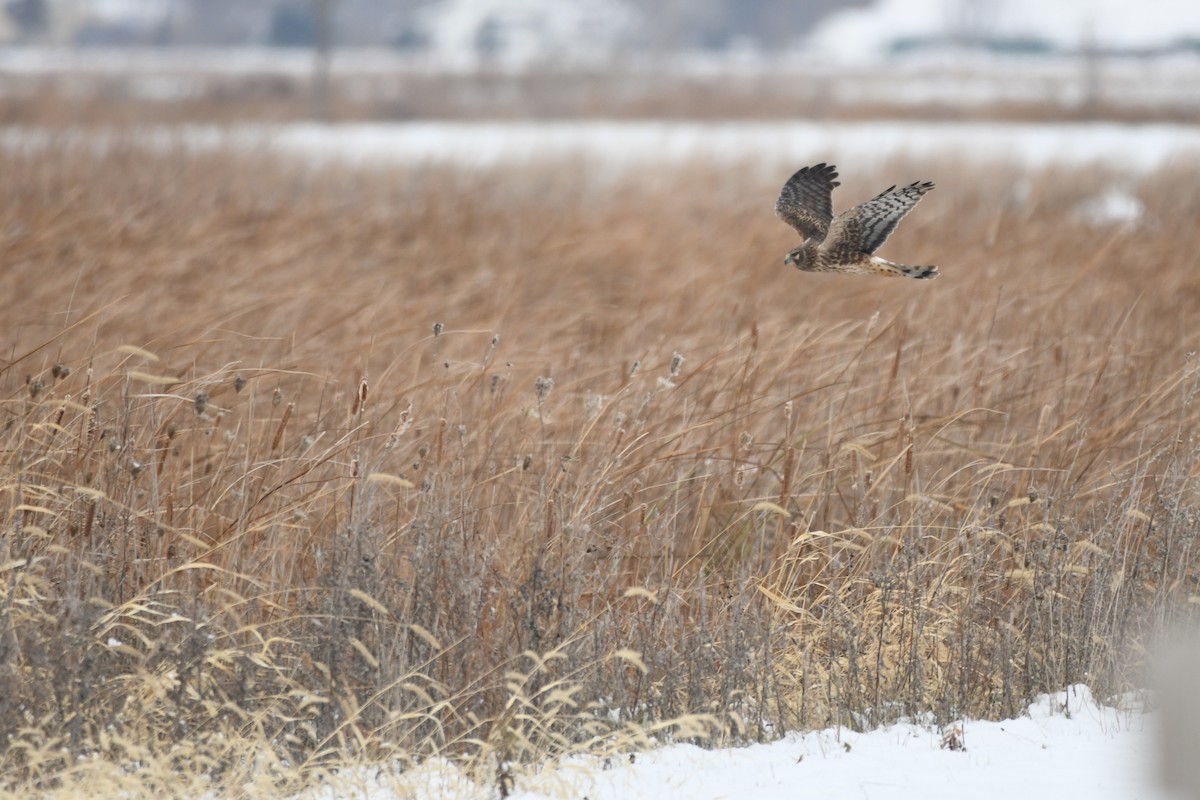 Northern Harrier - ML646330847