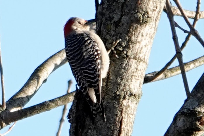 Гіла каролінська - ML646330856