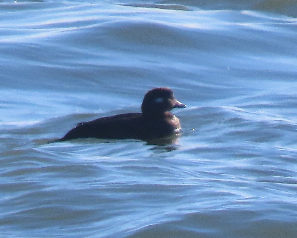 Harlequin Duck - ML646330859