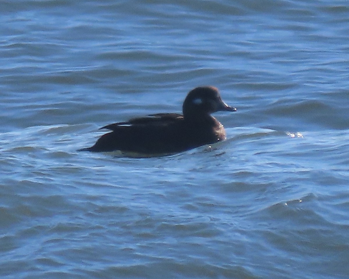 Harlequin Duck - ML646330860