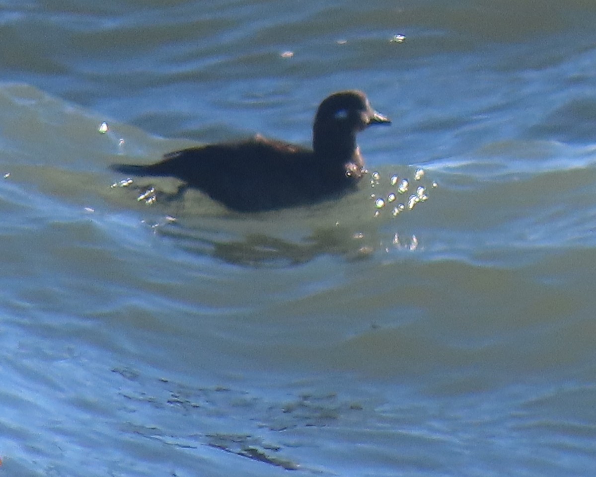 Harlequin Duck - ML646330861