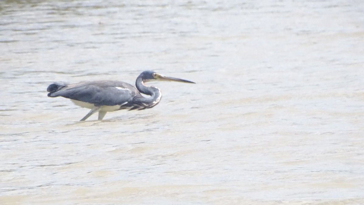 Tricolored Heron - ML646330867