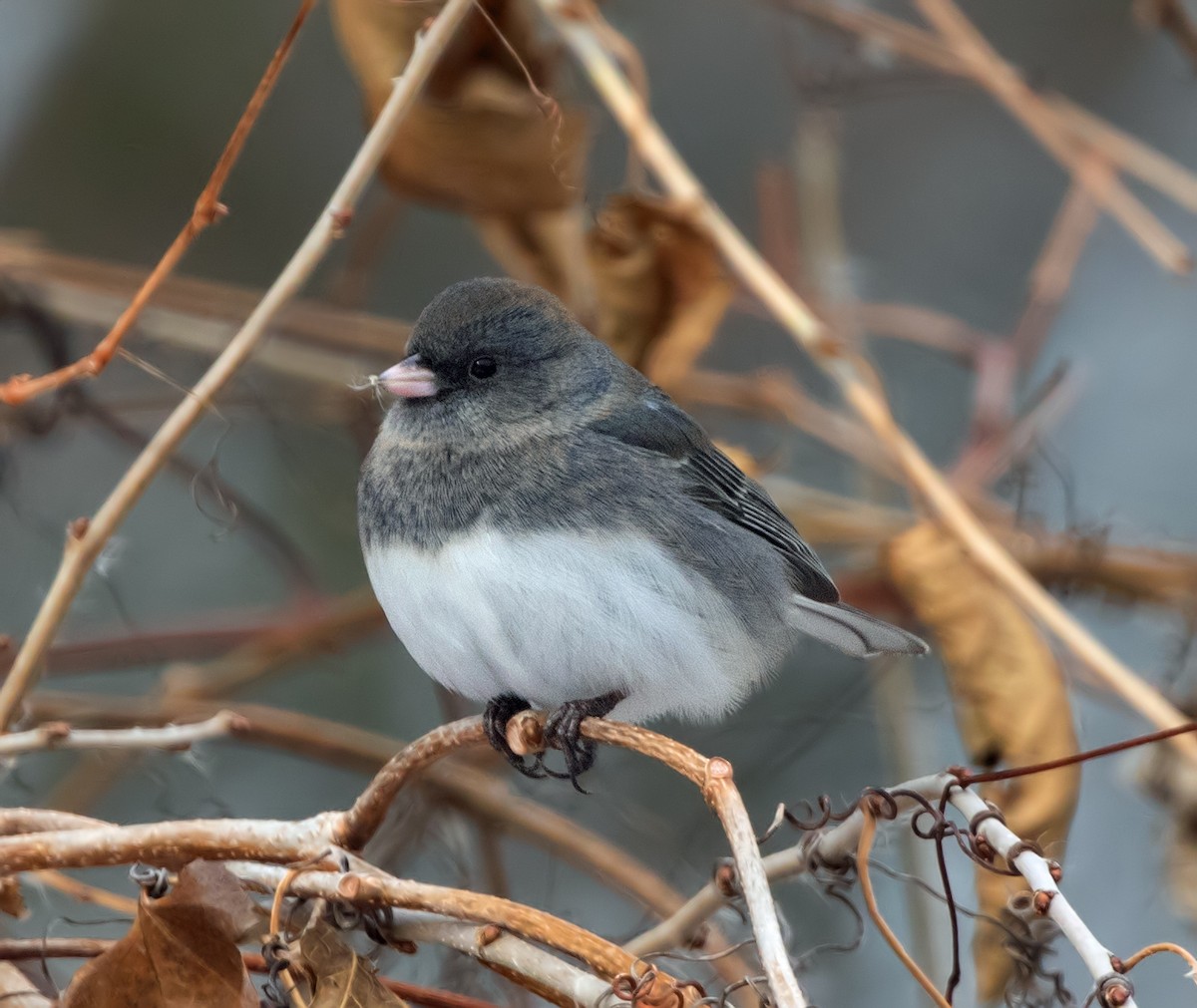 Dark-eyed Junco - ML646330869