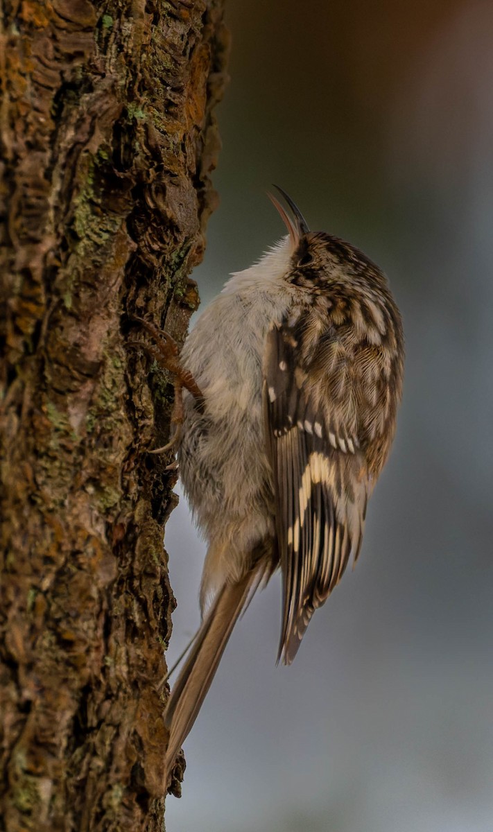 Brown Creeper - ML646330871