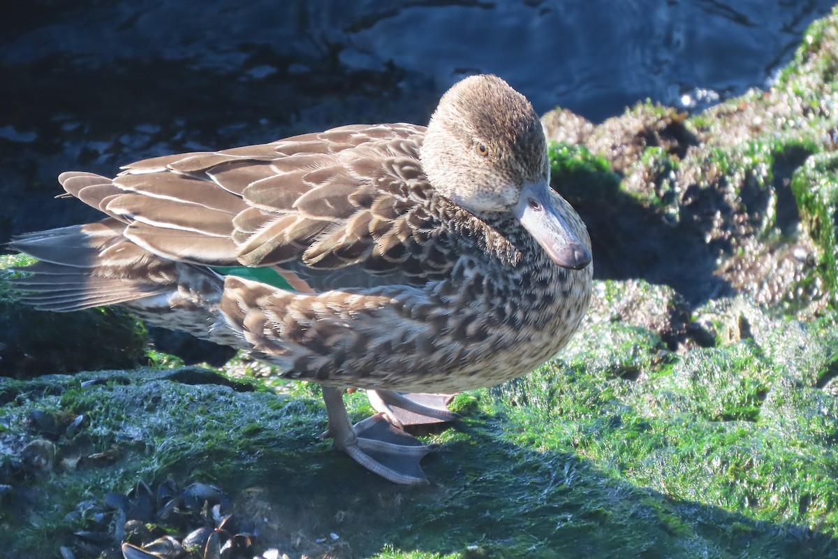 Green-winged Teal - ML646330872