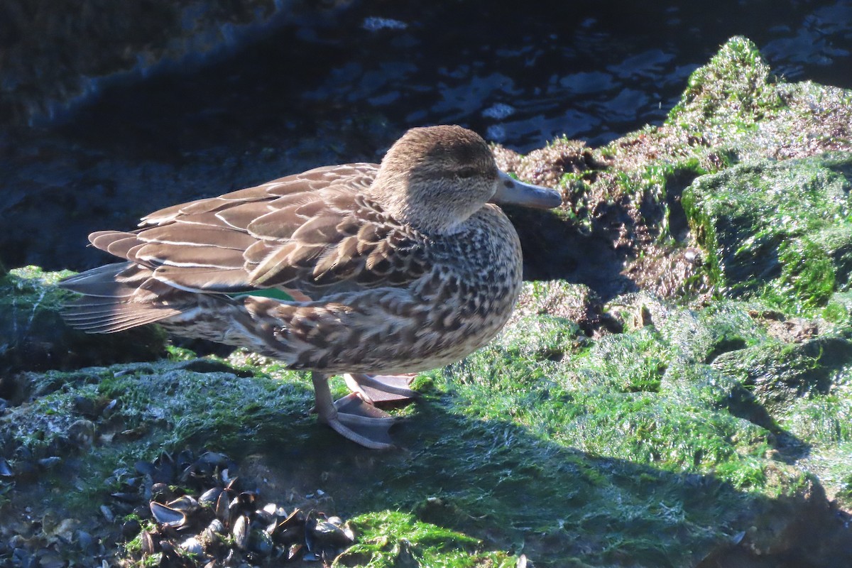 Green-winged Teal - ML646330873