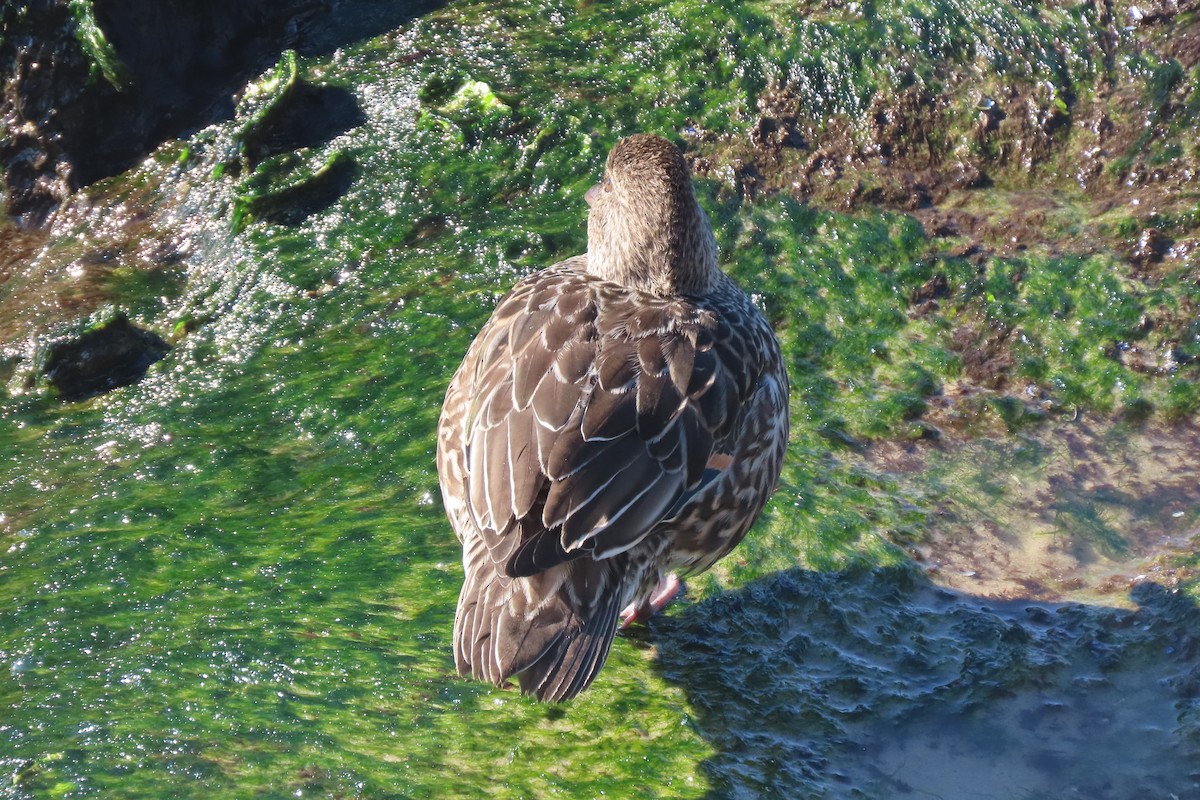 Green-winged Teal - ML646330874