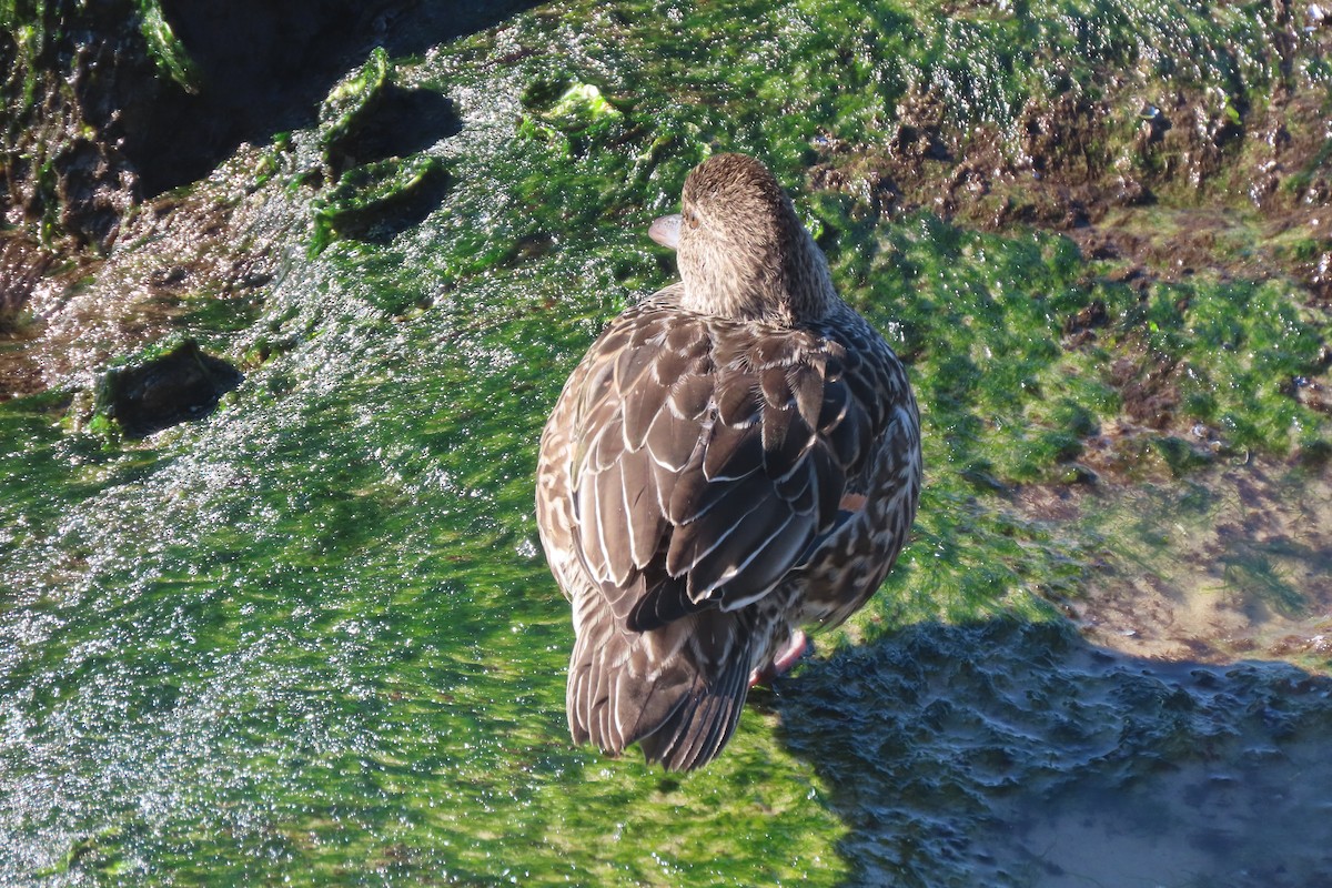 Green-winged Teal - ML646330875