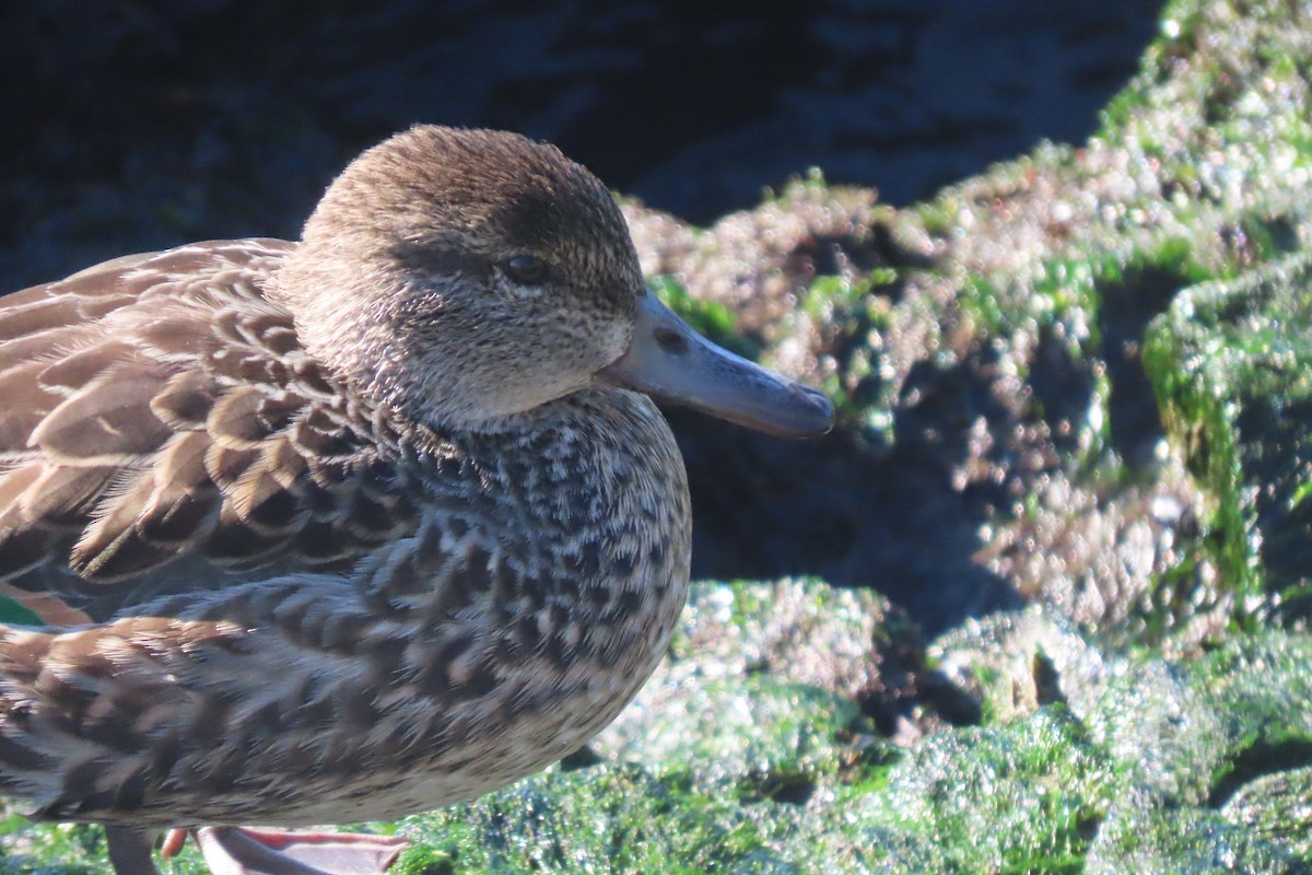 Green-winged Teal - ML646330880