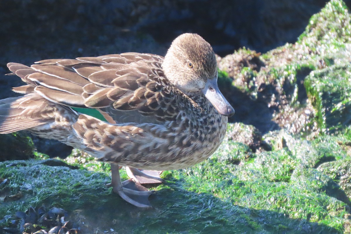 Green-winged Teal - ML646330881