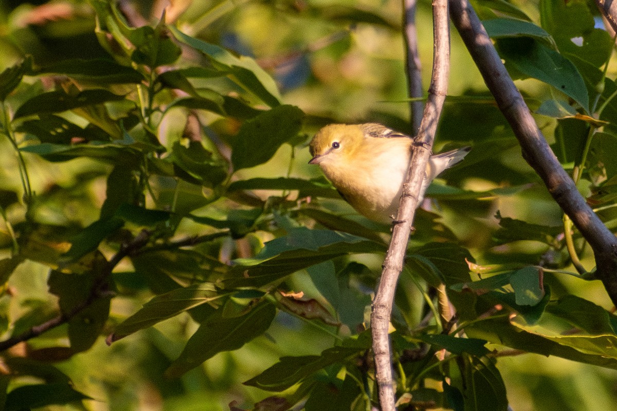 Bay-breasted Warbler - ML646330883