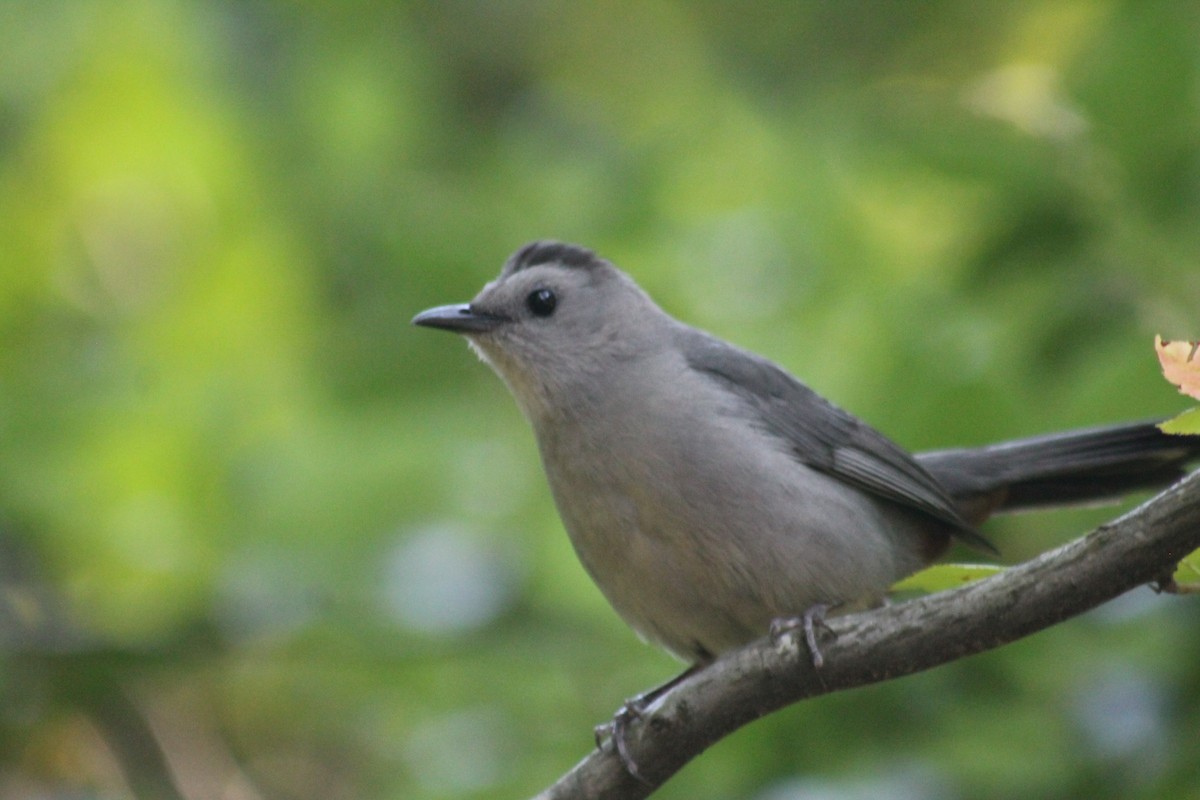 Gray Catbird - ML646330884