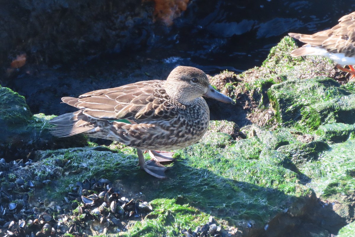 Green-winged Teal - ML646330885