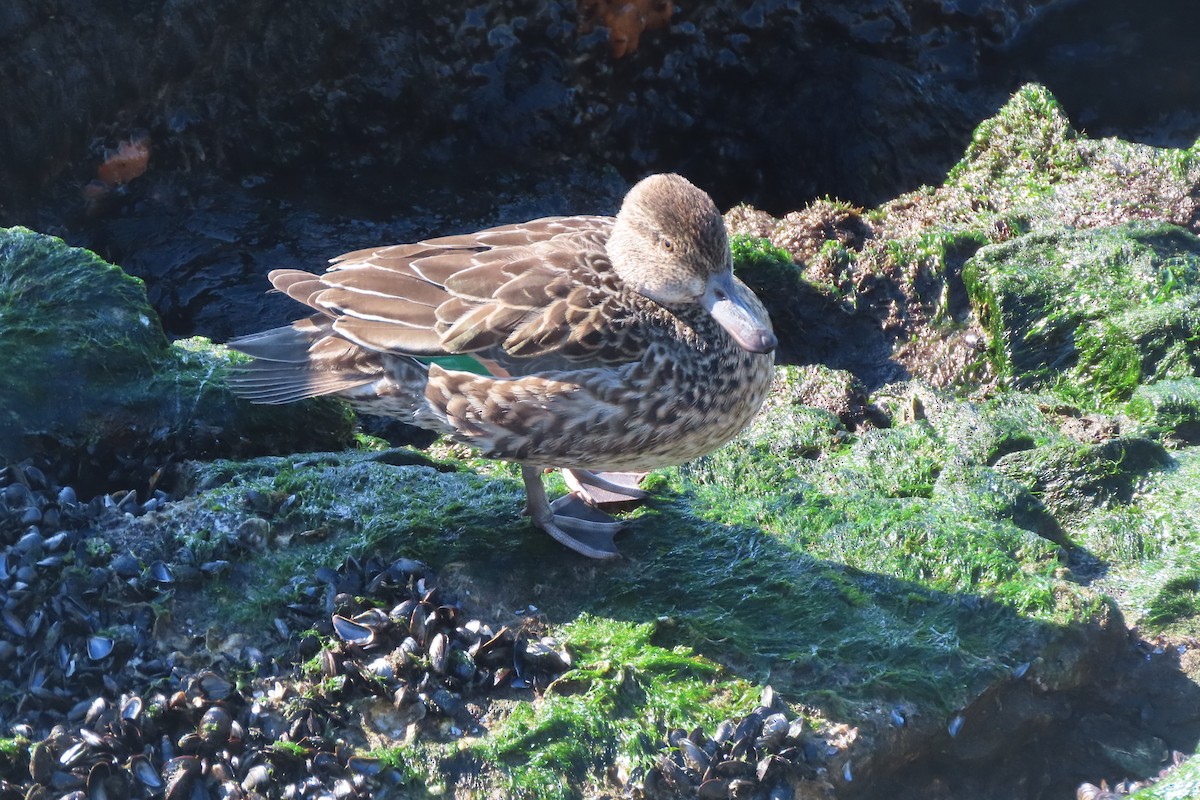 Green-winged Teal - ML646330886