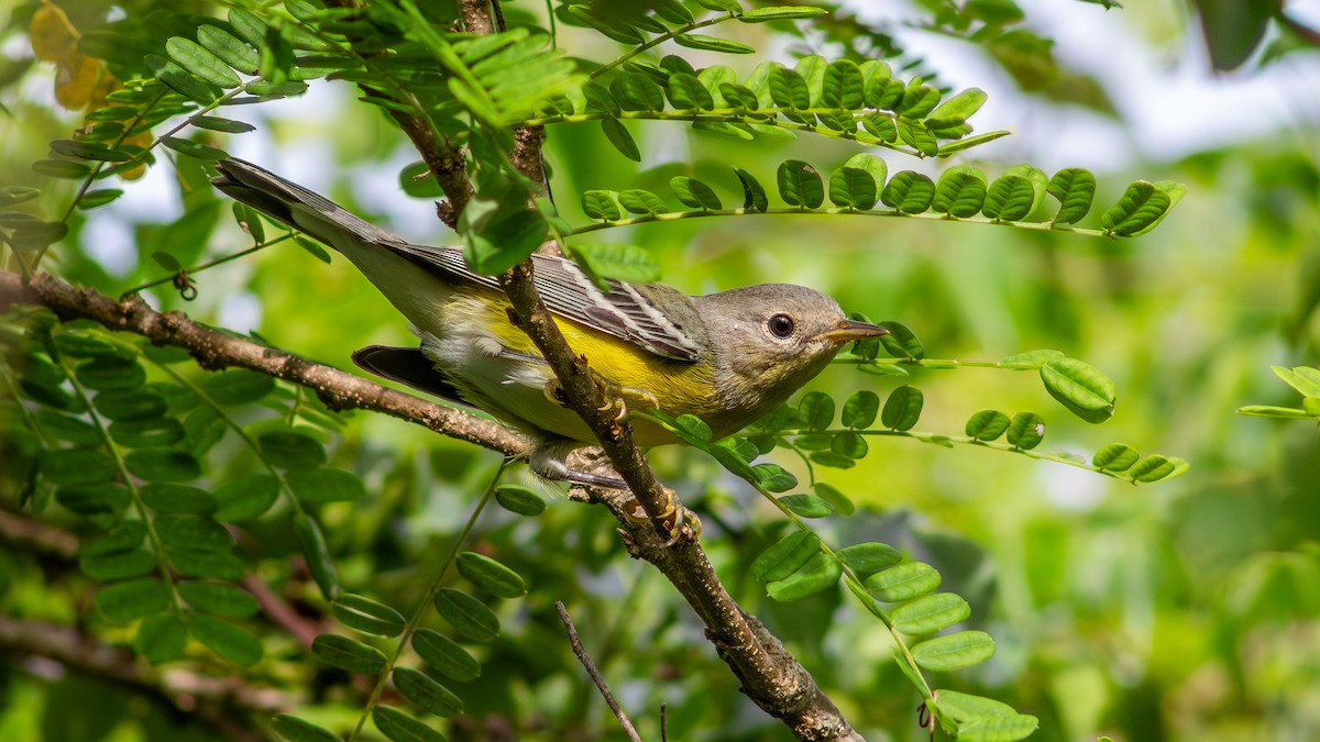 Magnolia Warbler - ML646330887