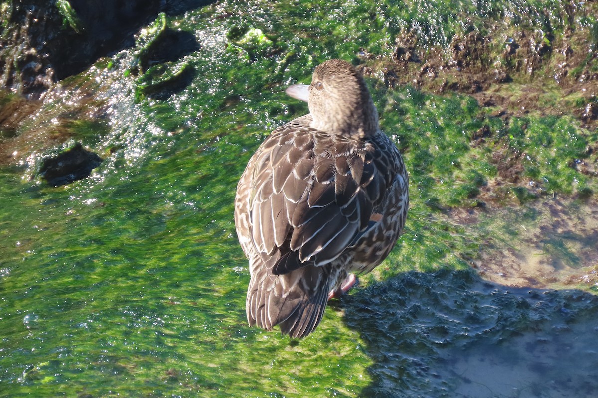 Green-winged Teal - ML646330888