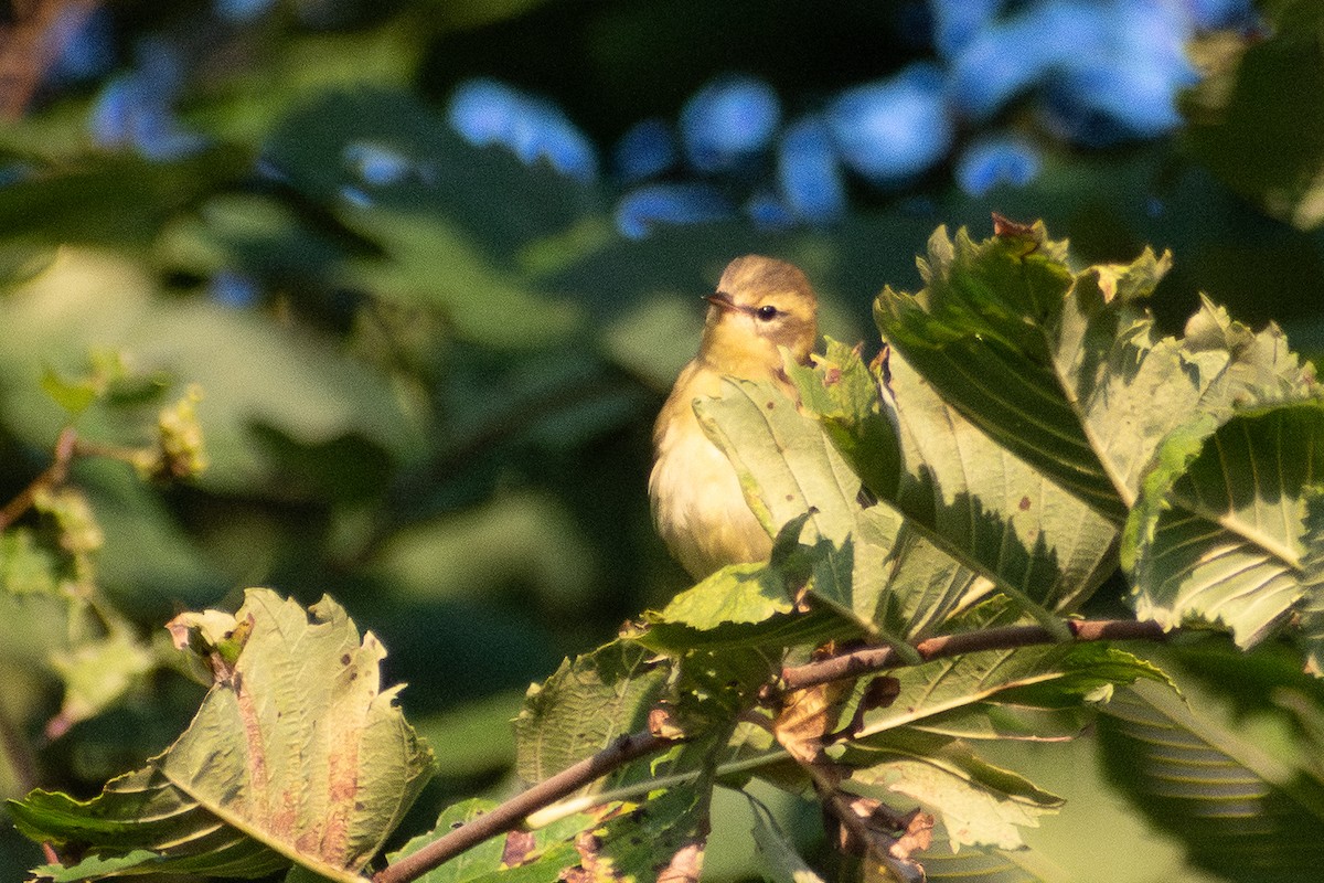 Blackburnian Warbler - ML646330893