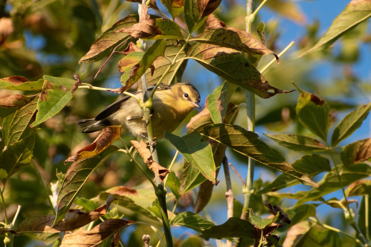 Blackburnian Warbler - ML646330894