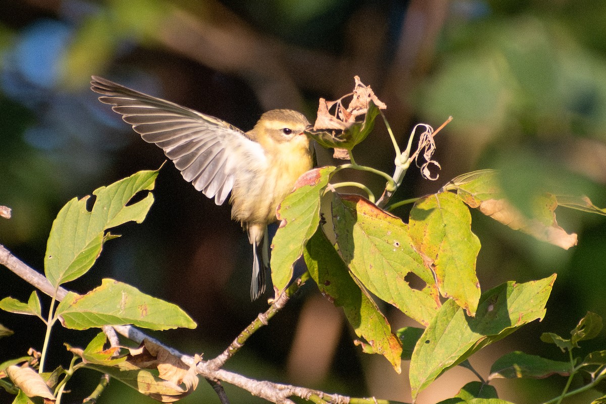 Blackburnian Warbler - ML646330895