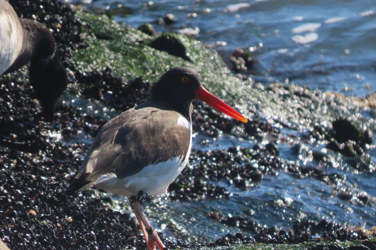 American Oystercatcher - ML646330898