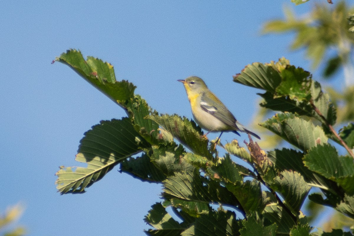 Northern Parula - ML646330900