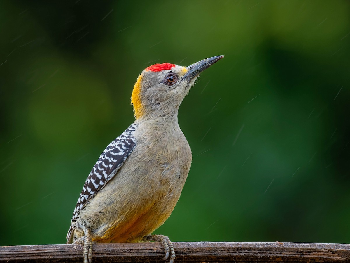 Hoffmann's Woodpecker - ML646330905
