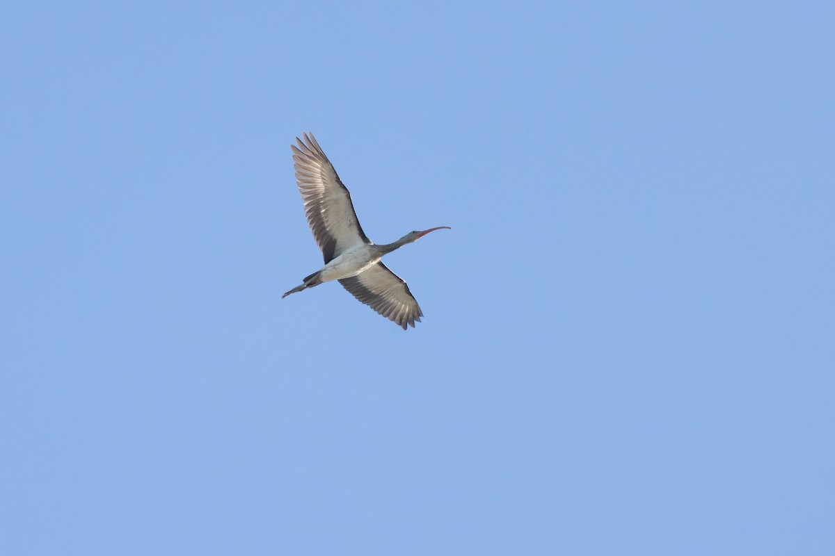 White Ibis - ML646330906