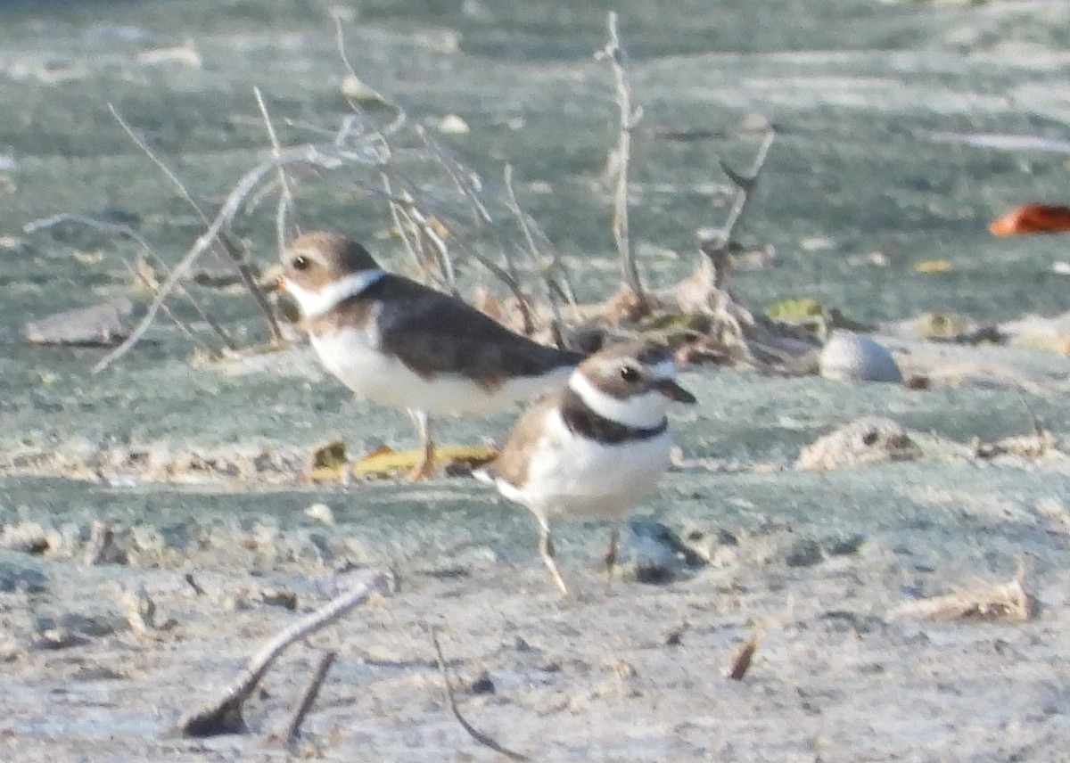 Semipalmated Plover - ML646330910