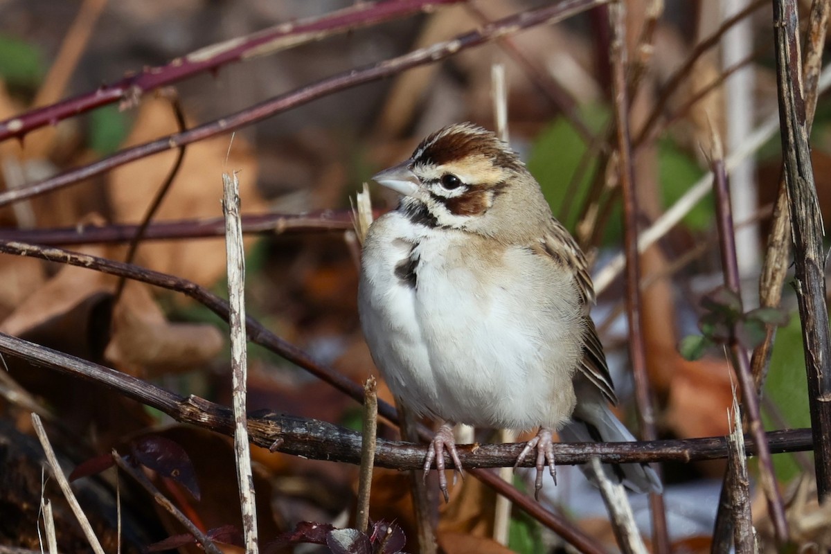 Lark Sparrow - ML646330911