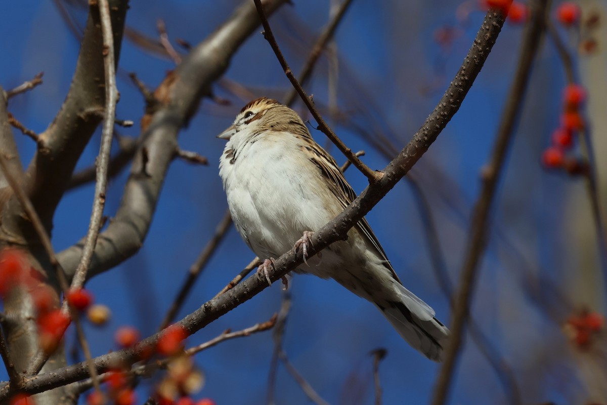 Lark Sparrow - ML646330912