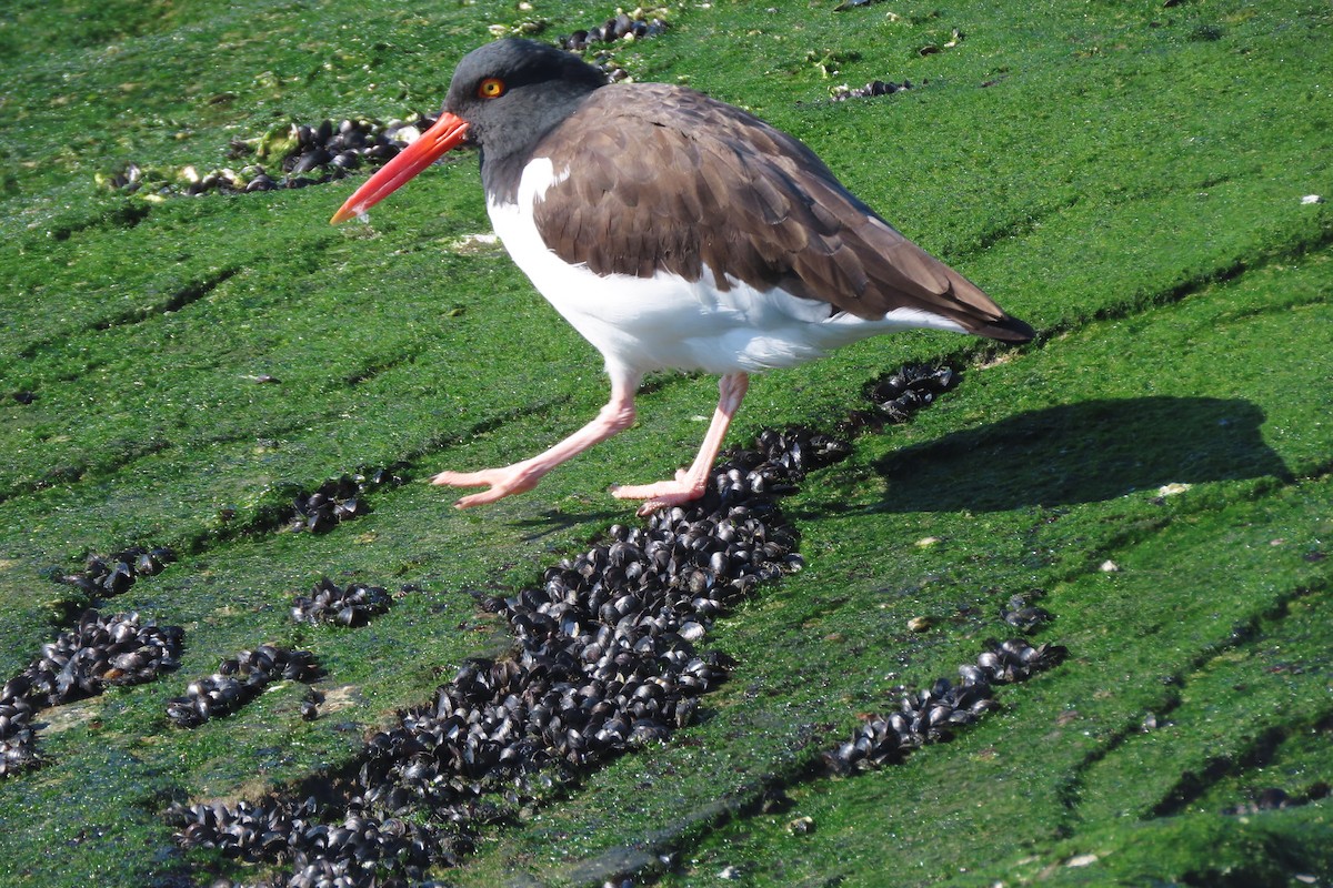 American Oystercatcher - ML646330913