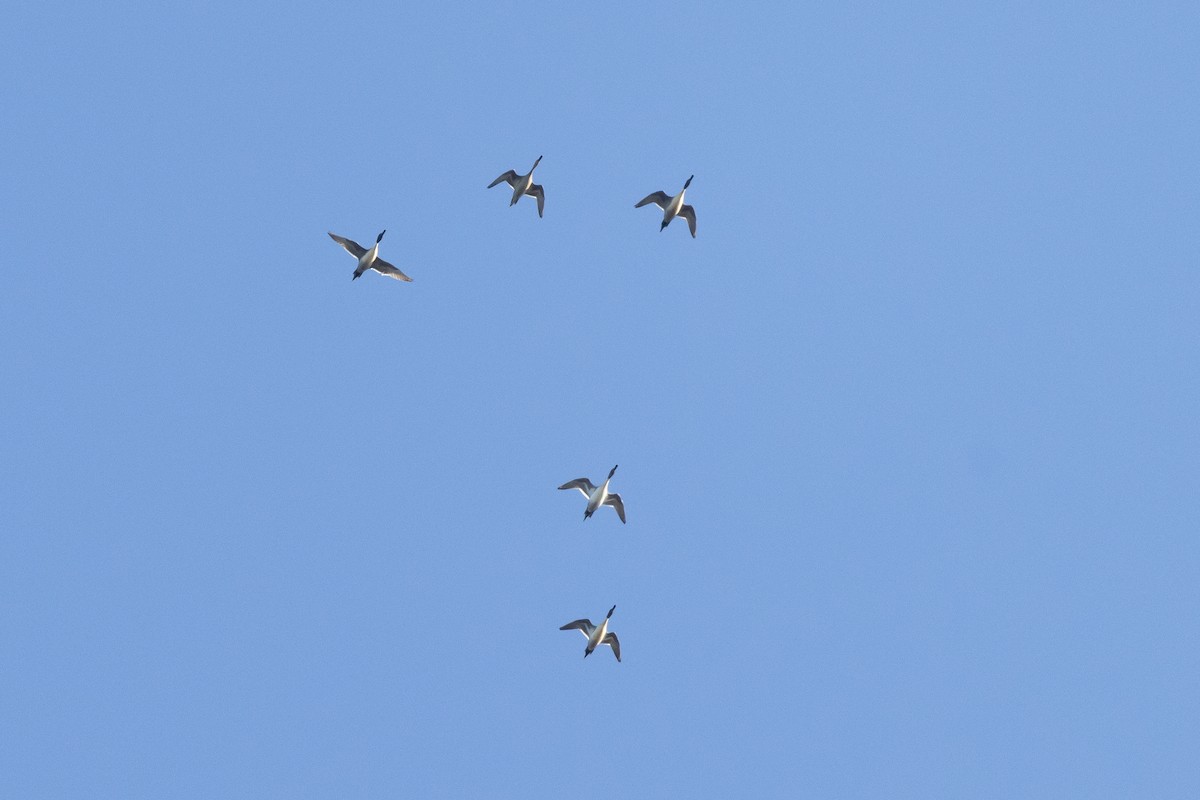 Northern Pintail - ML646330914