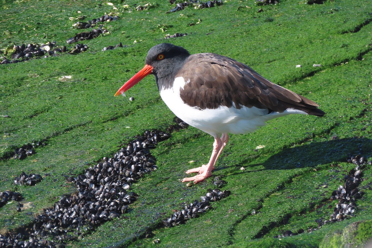 American Oystercatcher - ML646330915