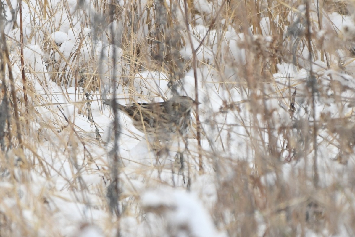 Savannah Sparrow (Savannah) - ML646330916
