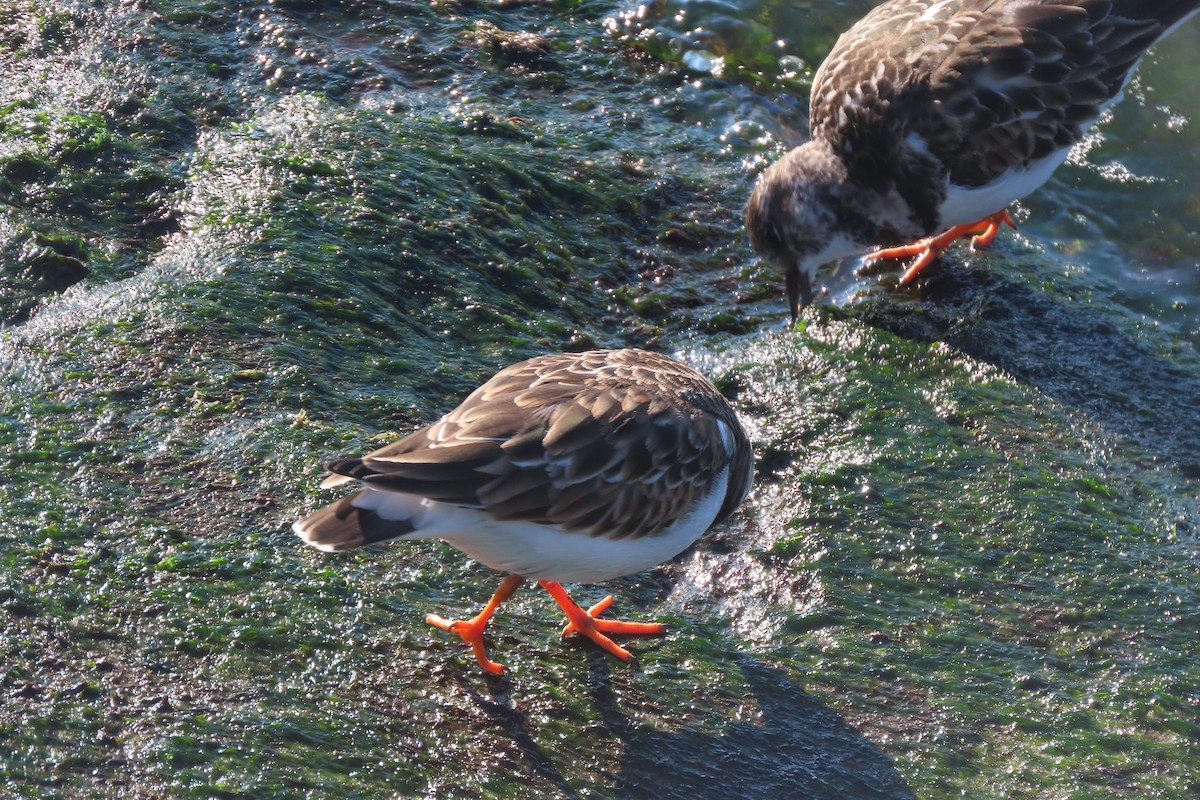 Ruddy Turnstone - ML646330952