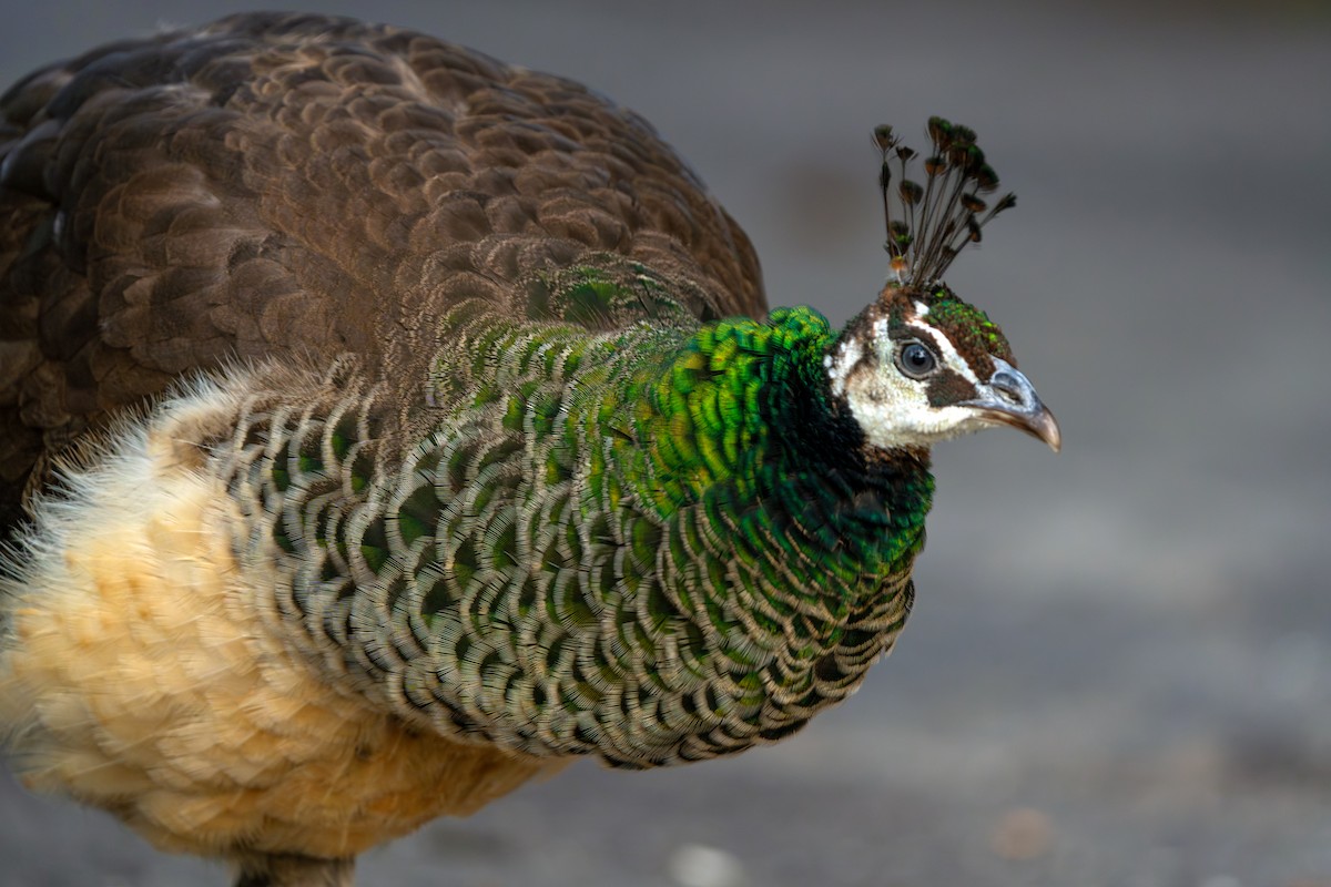 Indian Peafowl (Domestic type) - ML646330953