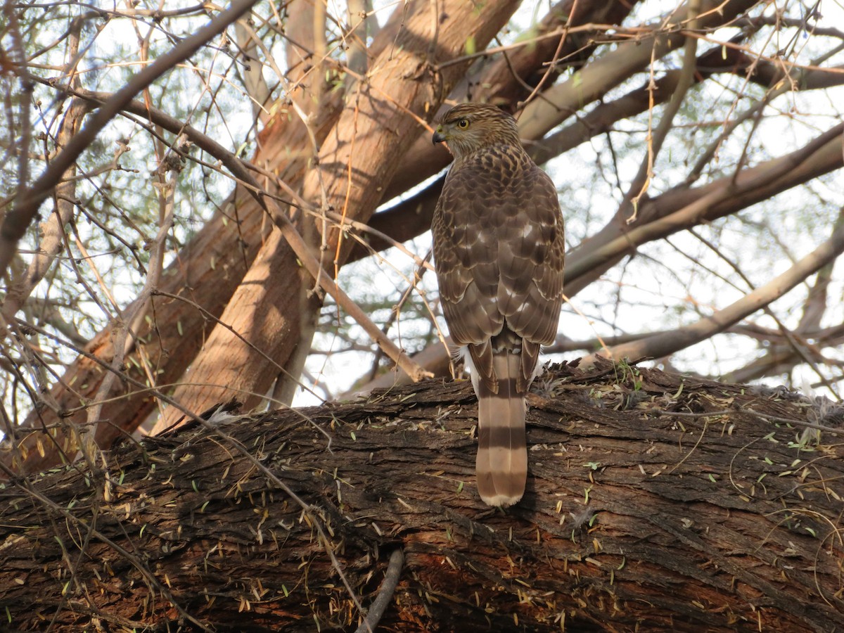 Cooper's Hawk - ML646330954