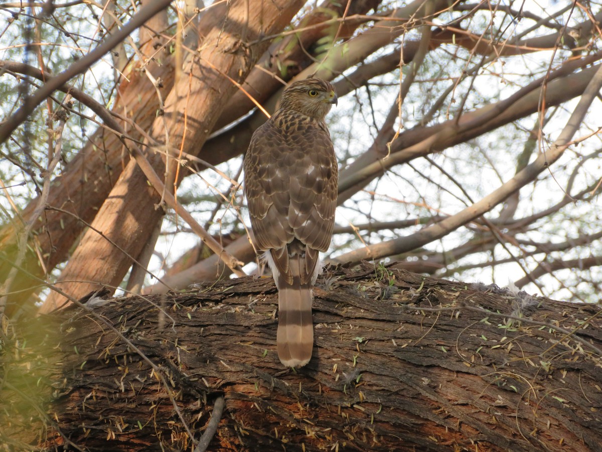 Cooper's Hawk - ML646330955