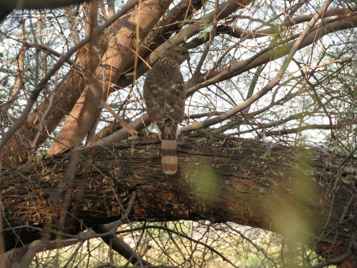 Cooper's Hawk - ML646330956