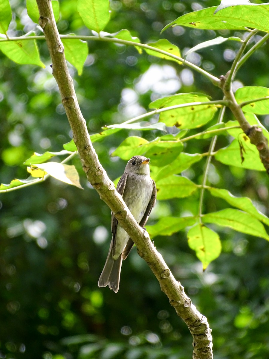 pewee sp. (Contopus sp.) - ML646330960