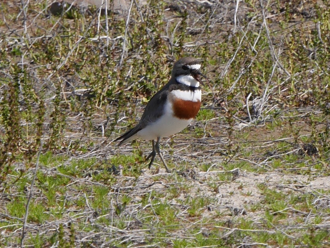 チャオビチドリ - ML646330961