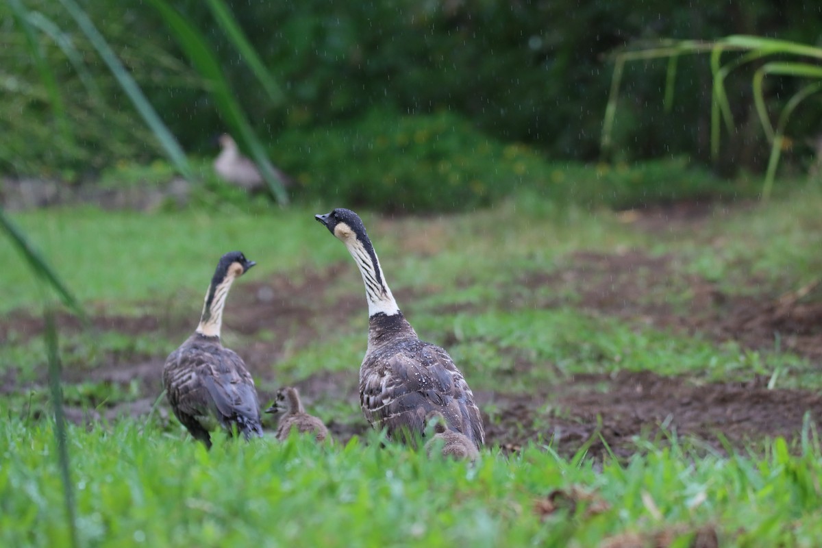 berneška havajská - ML646330962