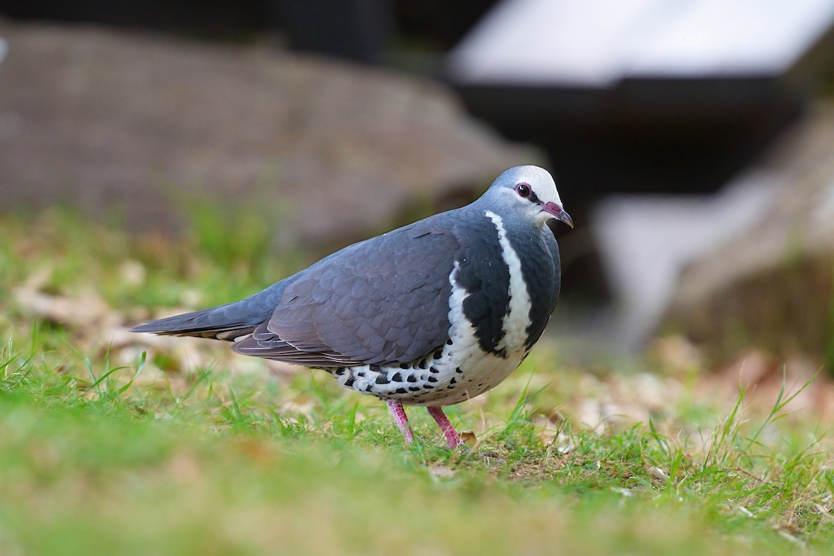 Вонга - ML646330963