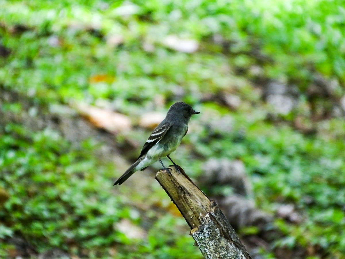 pewee sp. (Contopus sp.) - ML646330966