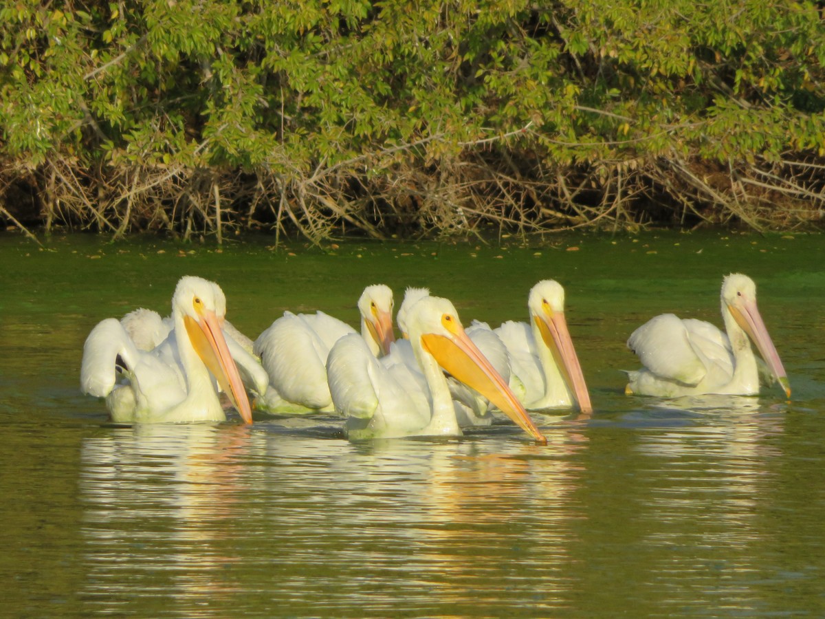 American White Pelican - ML646330971
