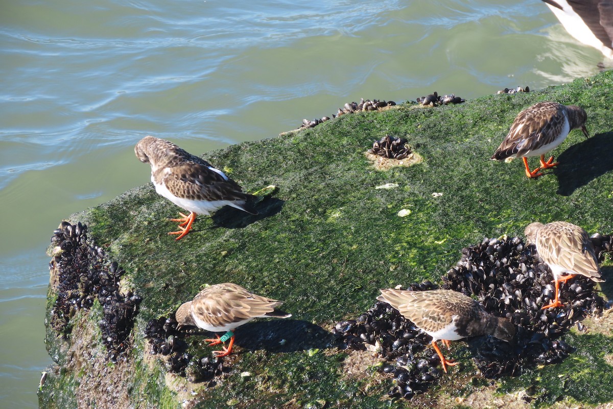 Ruddy Turnstone - ML646330974